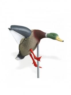 Colvert Ailes Tournantes à La Pose