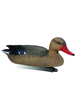 Colvert Femelle Moussée