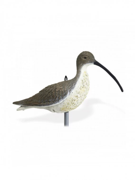 Courlis Cendré 3 Courlis Cendré