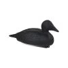 Eider Noir Moussé -Chasse en plein air eider noir mousse