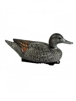 Forme Pilet Femelle HD