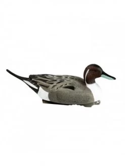 Forme Pilet Mâle HD