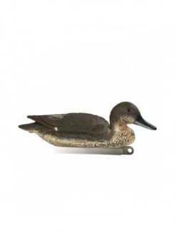 Pilet Femelle Moussé