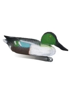 Souchet Mâle Moussé